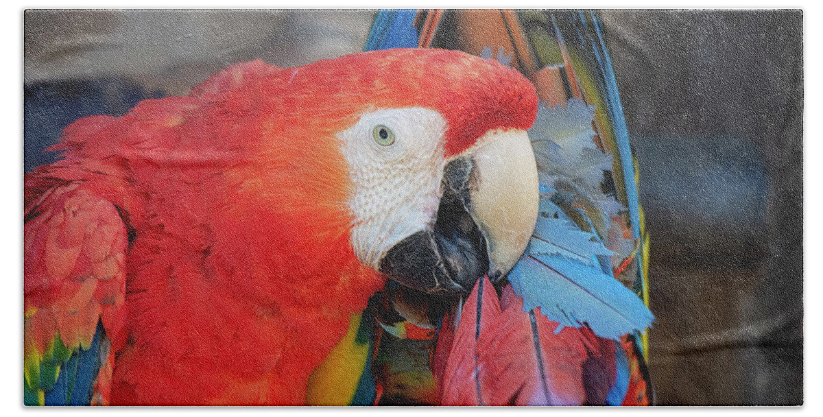 Macaw Bath Towel featuring the photograph Scarlet Macaw Preening itself by Gareth Parkes