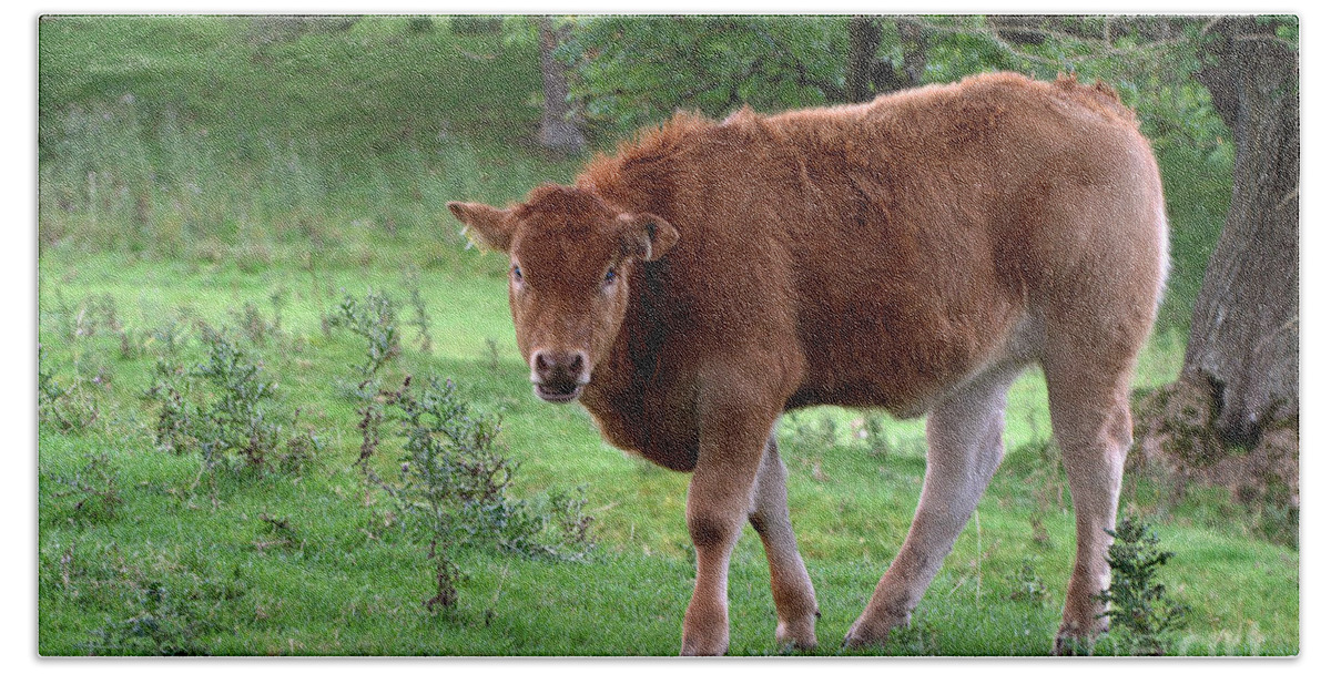 Cow; Cattle; Animal; Scotland; Pasture; Europe; Horizontal; Hand Towel featuring the photograph Scottish Cow by Tina Uihlein