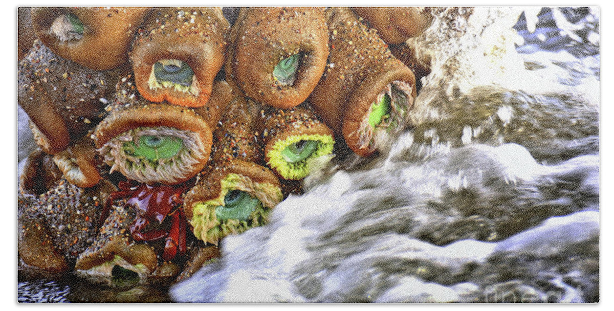 Sea Anemone Hand Towel featuring the photograph Sea Anemone and Crab by Vivian Krug Cotton