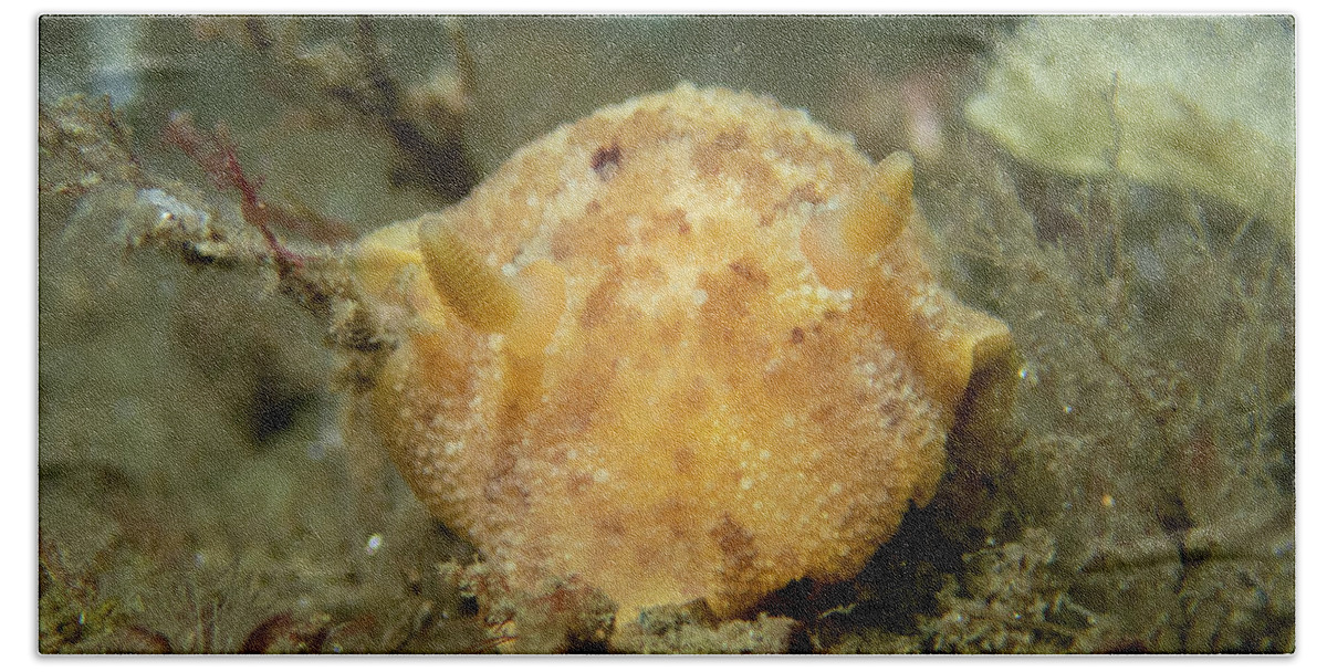 Sea Slug Hand Towel featuring the photograph Sea lemon nudibranch by Brian Weber