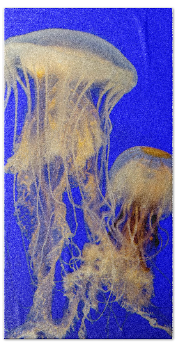 Sea Nettle Hand Towel featuring the photograph Sea Nettles by WAZgriffin Digital