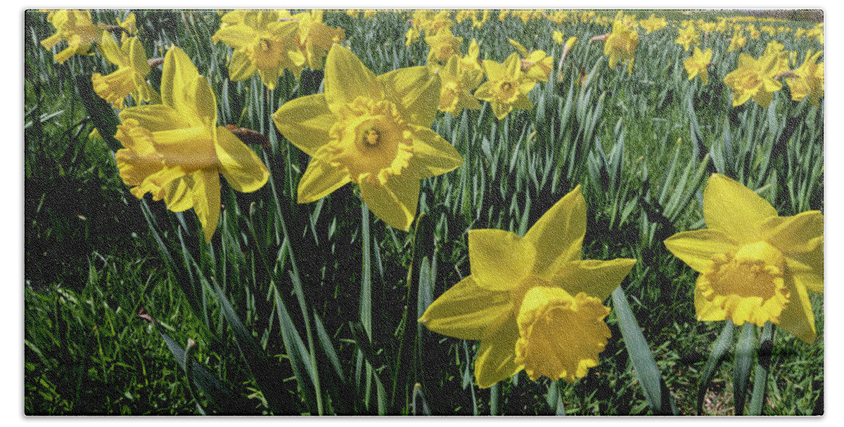 Spring Bath Towel featuring the photograph Sea of Daffodils by Kevin Suttlehan