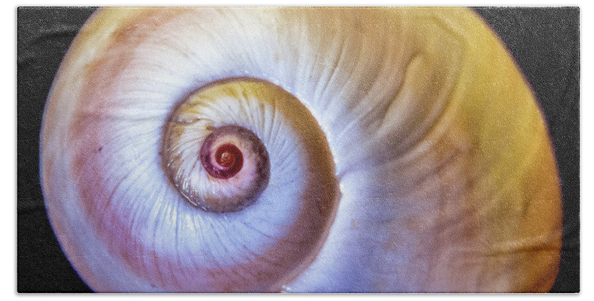 Seashell Hand Towel featuring the photograph Sea Shell by WAZgriffin Digital