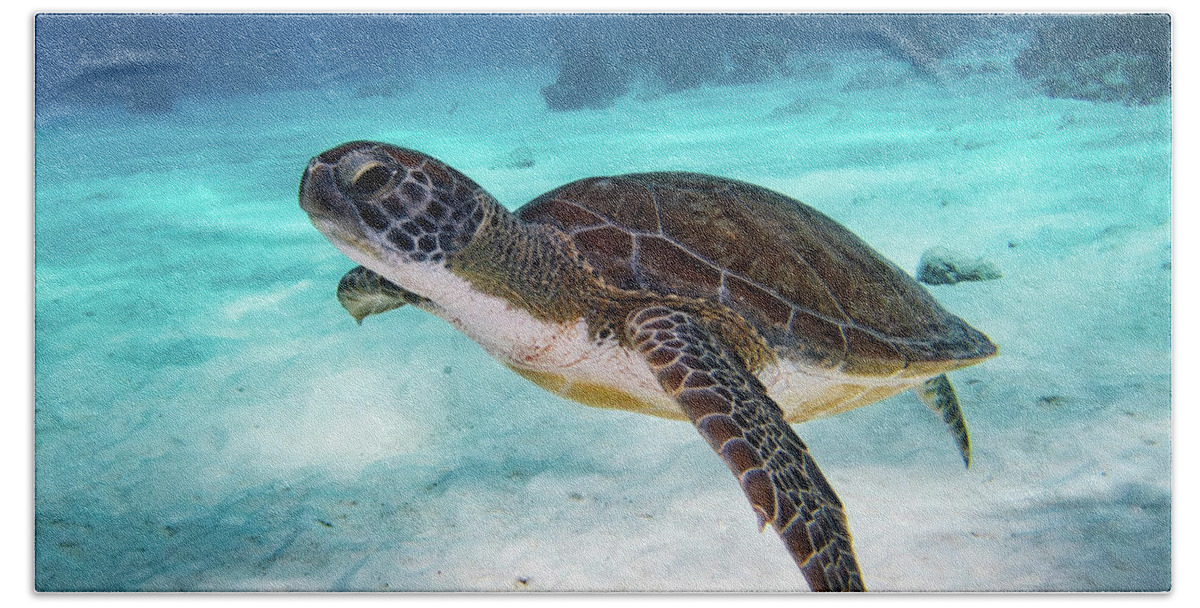 Turtle Bath Towel featuring the photograph Sea Turtle by Brian Weber