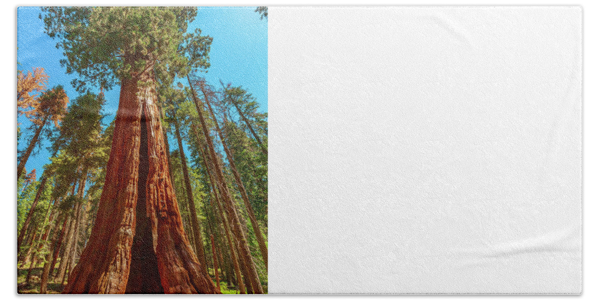 California Bath Towel featuring the photograph sequoia tree in Sequoia NP by Benny Marty