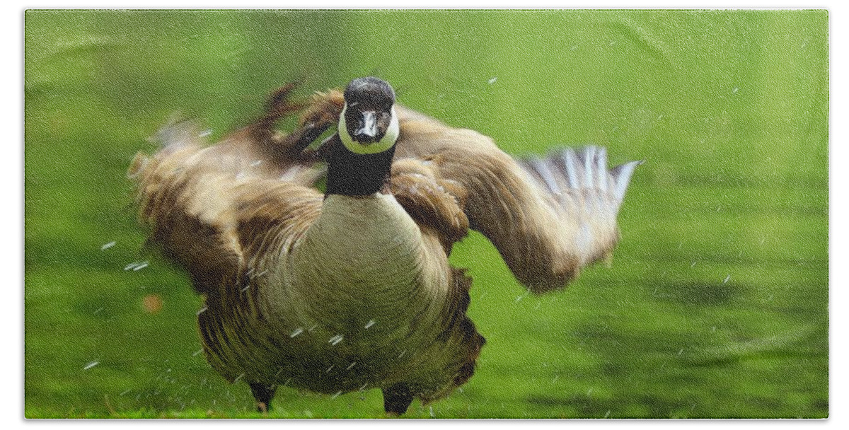 Canada Goose Bath Towel featuring the photograph Shake It Off by Kimberly Furey