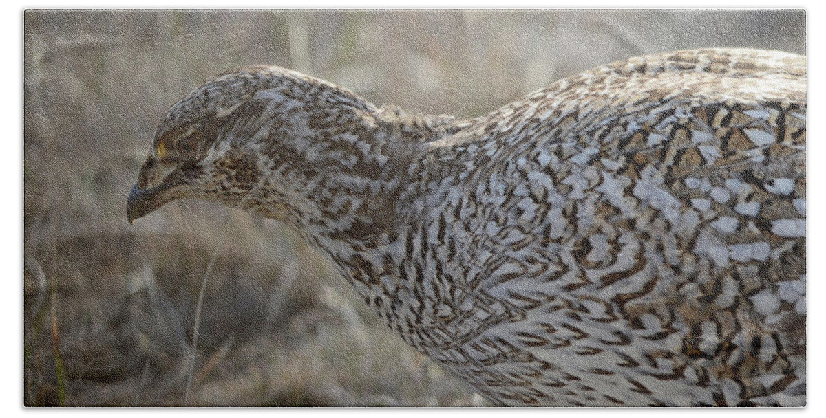 Sharp Tail Grouse Hand Towel featuring the photograph Sharptail Grouse 2 by Whispering Peaks Photography