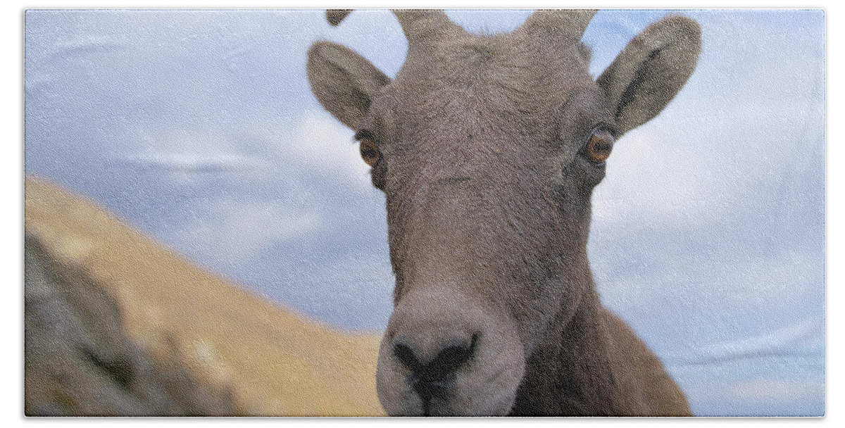 Colorado Bath Towel featuring the photograph Sheep Encounter by Ivan Franklin