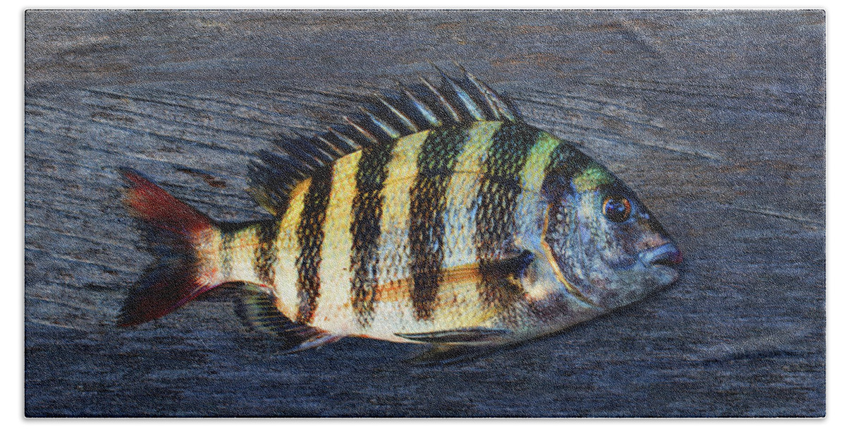Animal Hand Towel featuring the photograph Sheepshead Fish by Laura Fasulo