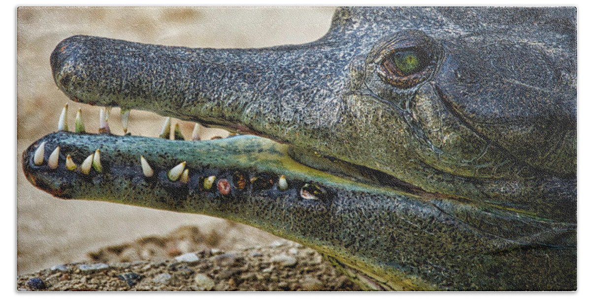 Gharial Hand Towel featuring the photograph Short Nose Gharial by Rene Vasquez
