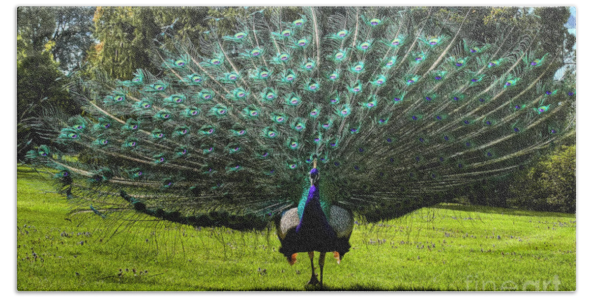 Peacock Hand Towel featuring the photograph Showing Off by Paolo Signorini