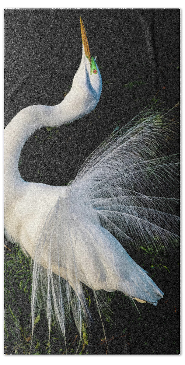 Great Egret Hand Towel featuring the photograph Showoff II by Jim Miller