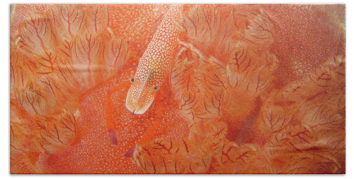 Red Hand Towel featuring the photograph Shrimp on nudibranch by Artesub