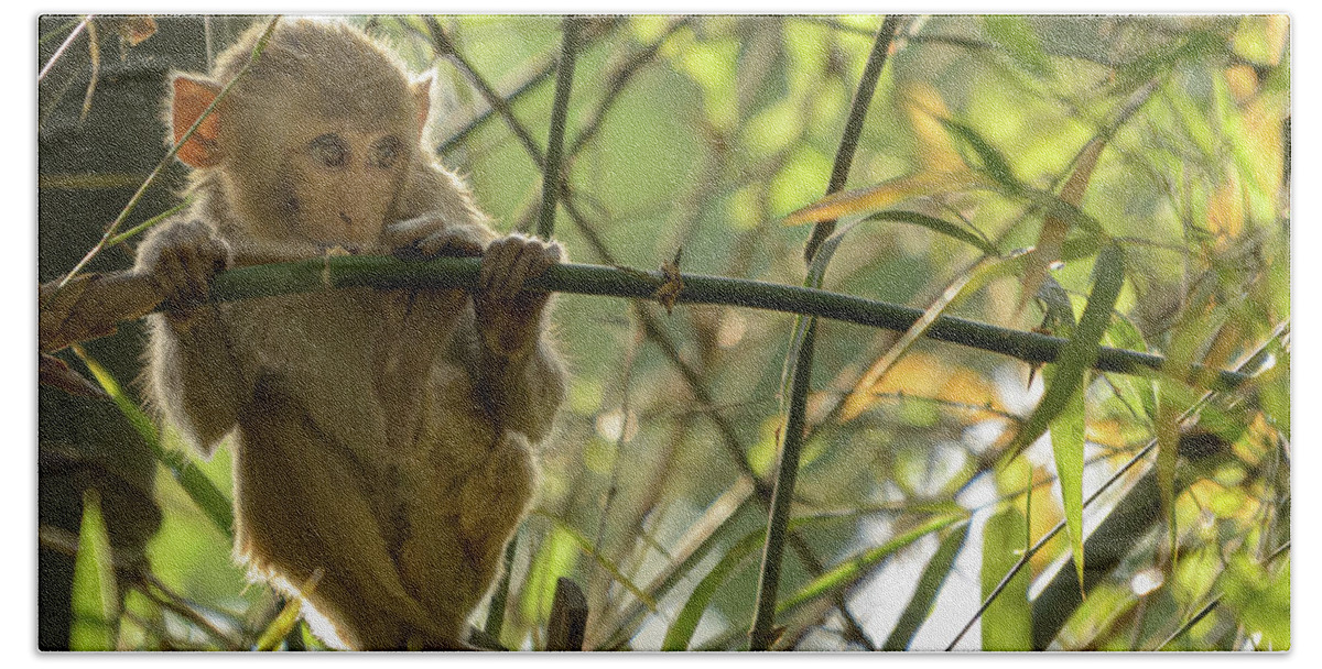 Bardia National Park Bath Towel featuring the photograph Shy Young Macaque by Adrian O Brien