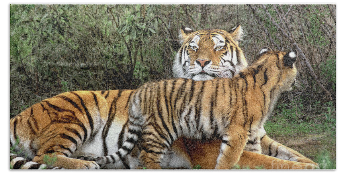 Native To Asia Bath Towel featuring the photograph Siberian Tiger Cub Guarding Mom Wildlife Rescue by Dave Welling
