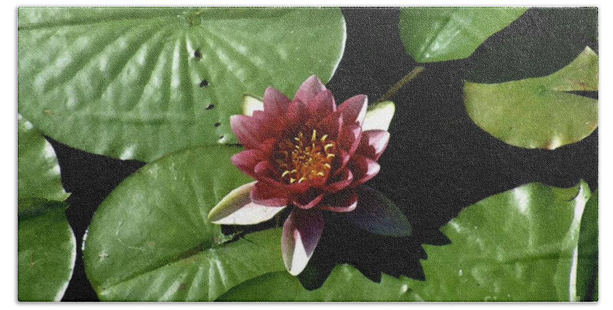 Water Lily Bath Towel featuring the painting Silk and Leather by RC DeWinter