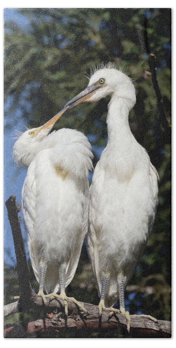 Snowy Egret Bath Towel featuring the photograph Silly Baby Egret Chicks by Kathleen Bishop