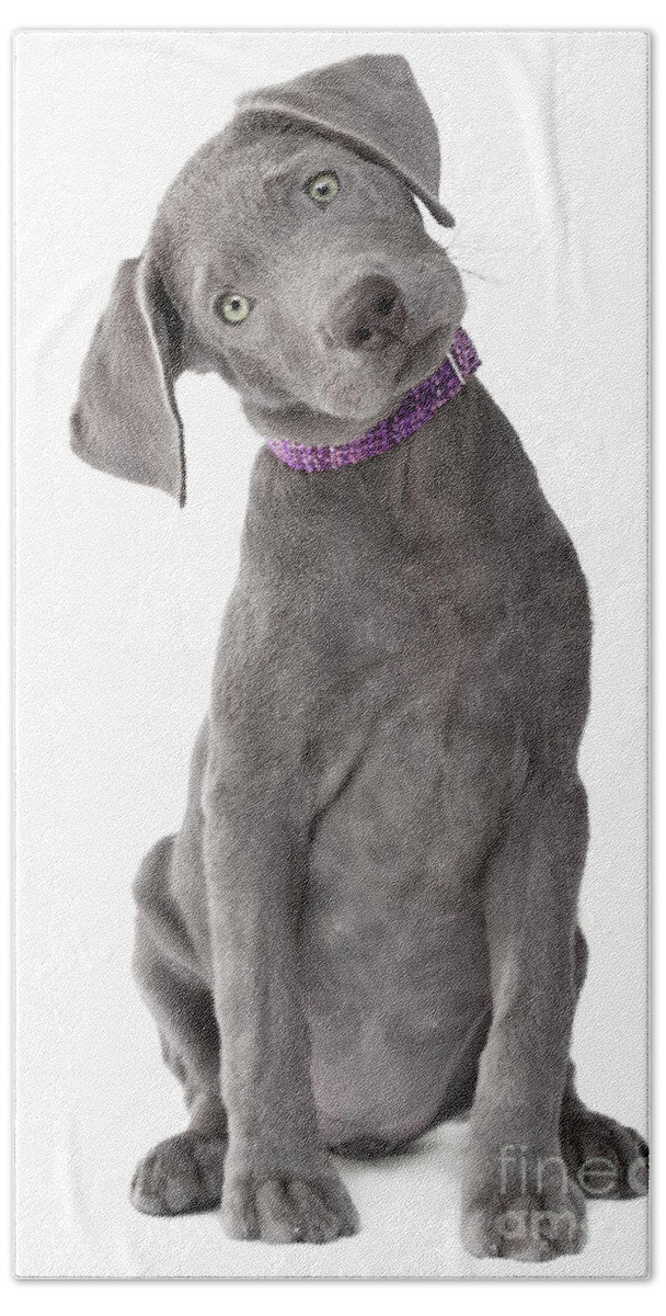 Dog Bath Towel featuring the photograph Silver Lab Puppy Joy-Full Body by Renee Spade Photography