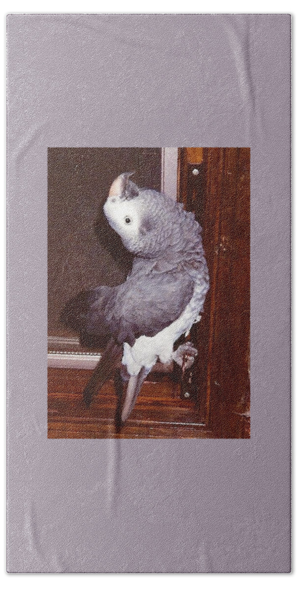 African Grey Bath Towel featuring the photograph Silverwing, my African Grey by Gary Wohlman