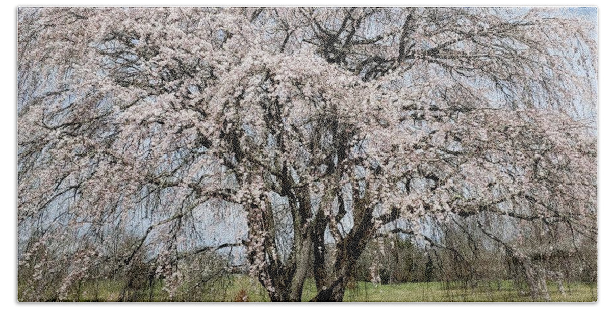 Spring Hand Towel featuring the photograph Sitting under the Cherry Tree by Anita Adams