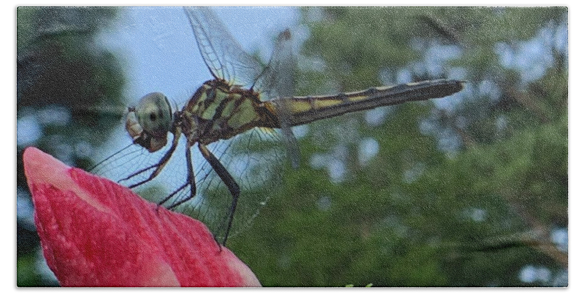 Dragonfly Bath Towel featuring the photograph Skimmer On Target by Catherine Wilson