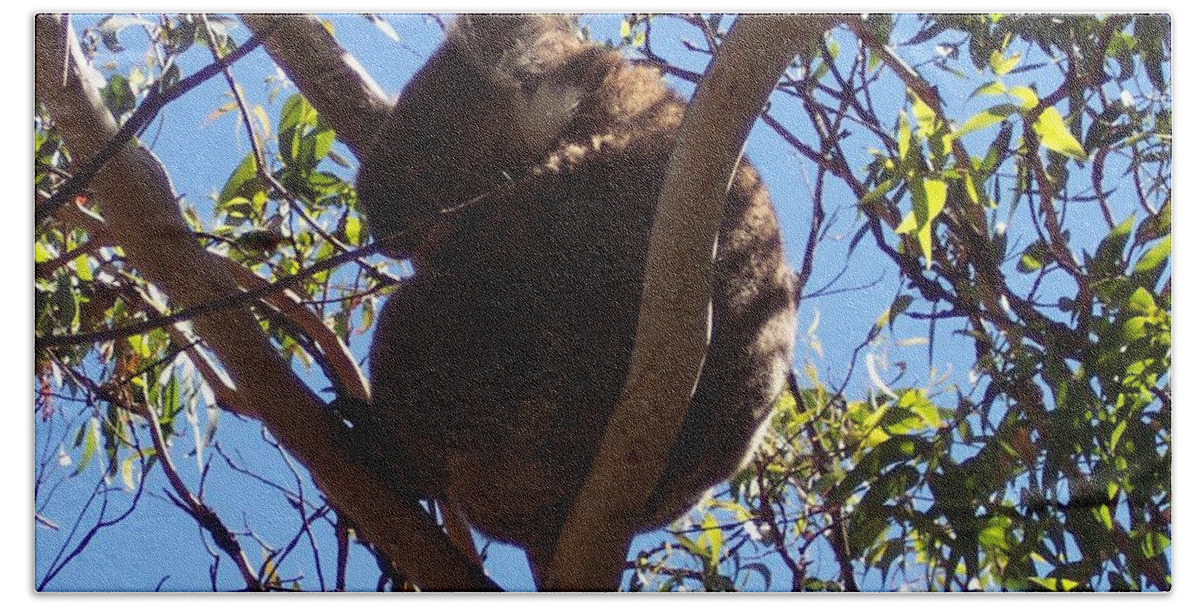 Koala Bath Towel featuring the photograph Sleeping Koala by Marlene Challis