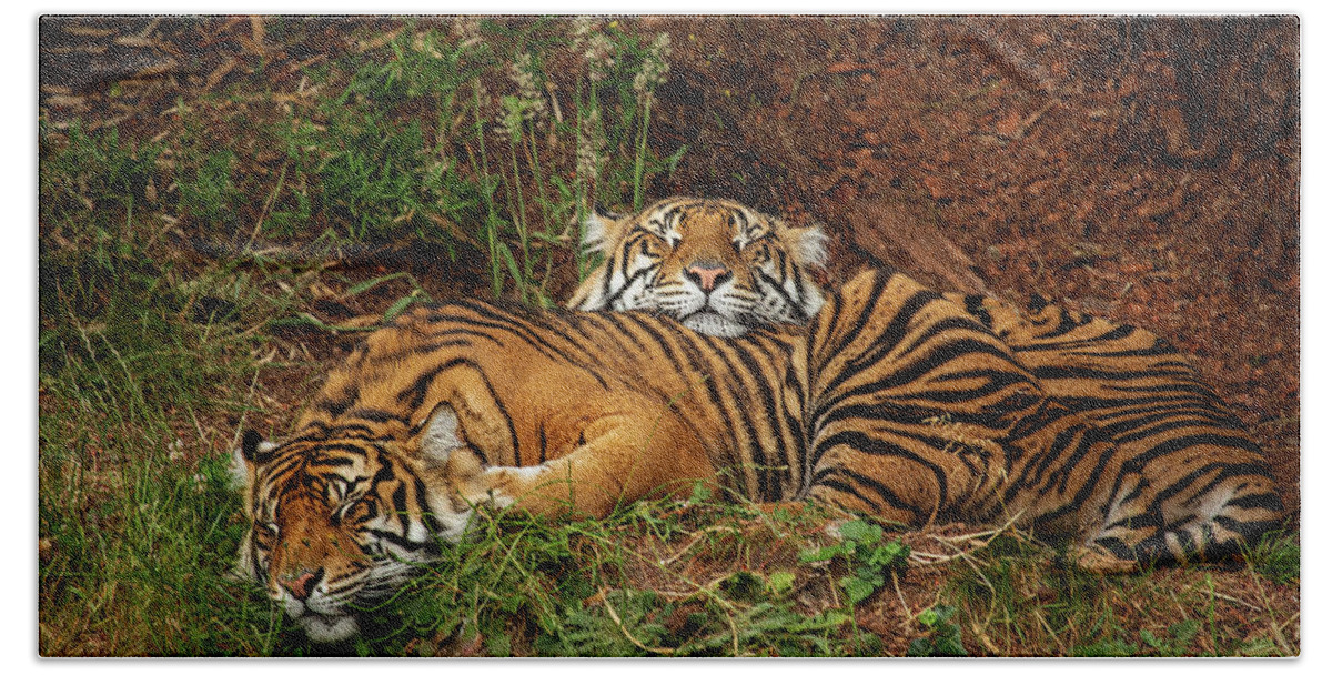 Animals Bath Towel featuring the photograph Sleeping Tigers by Bob Cournoyer