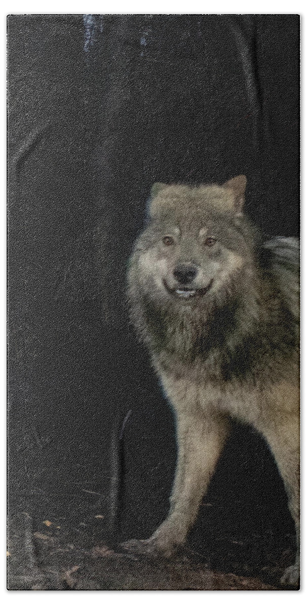 Wolf Bath Towel featuring the photograph Smiley the Friendliest Lassen Pack Wolf by Randy Robbins