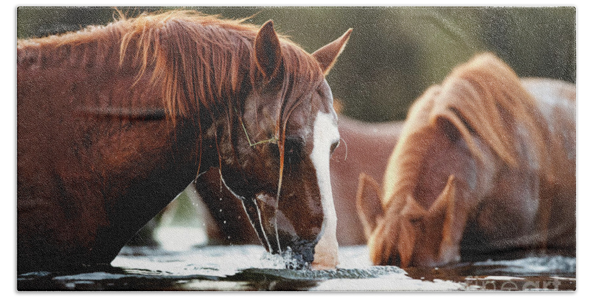 Salt River Wild Horses Bath Towel featuring the photograph Snorkel Time by Shannon Hastings