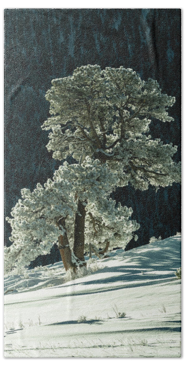Colorado Bath Towel featuring the photograph Snow covered tree - 9182 by Jerry Owens