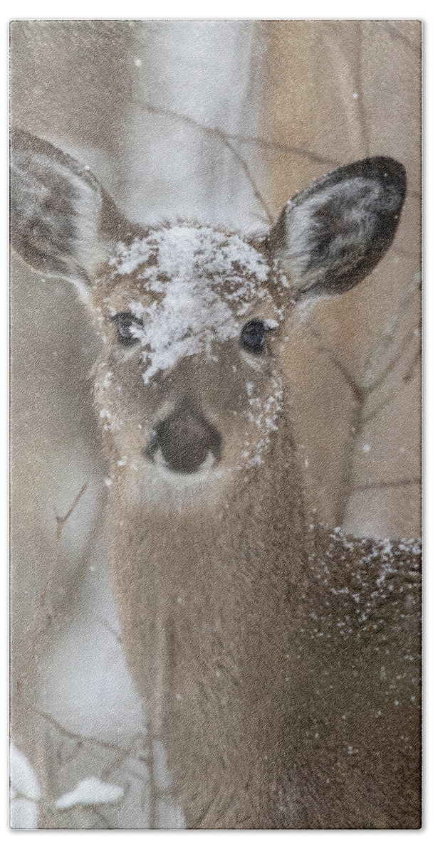 Whitetail Deer Bath Towel featuring the photograph Snow Deer by Jaki Miller