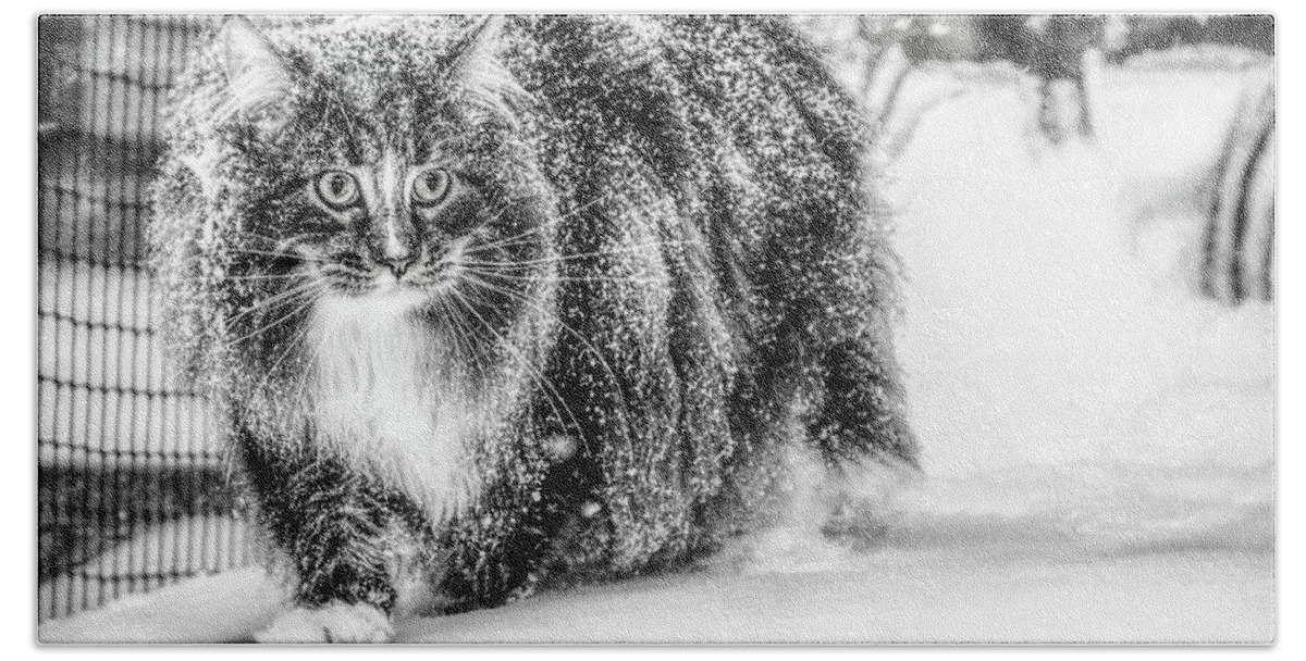 Cat Bath Towel featuring the photograph Snow experience by Jaroslav Buna