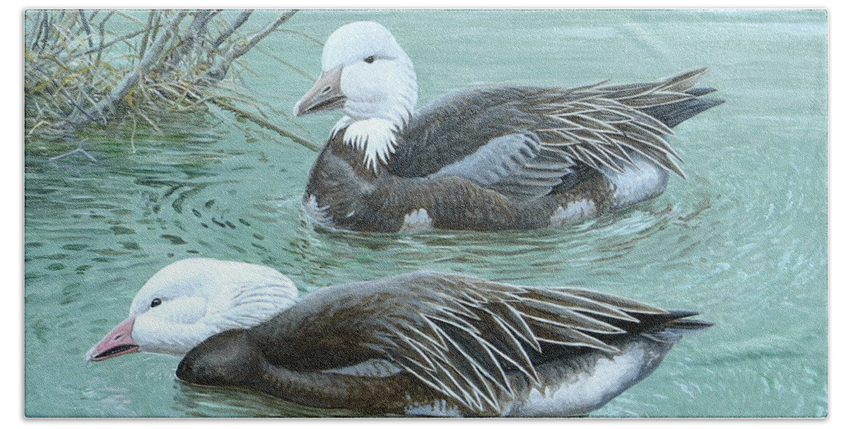 Snow Goose Bath Towel featuring the painting Snow Geese, Blue Morph by Barry Kent MacKay