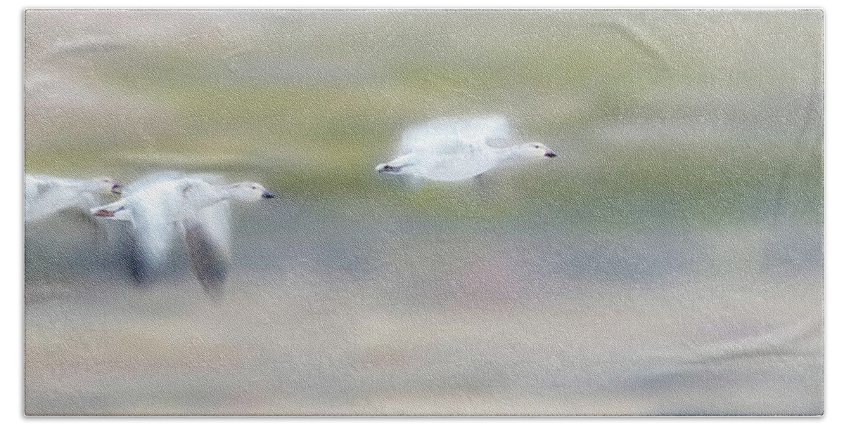 Snow Geese Bath Towel featuring the photograph Snow Geese Flight by Judi Dressler