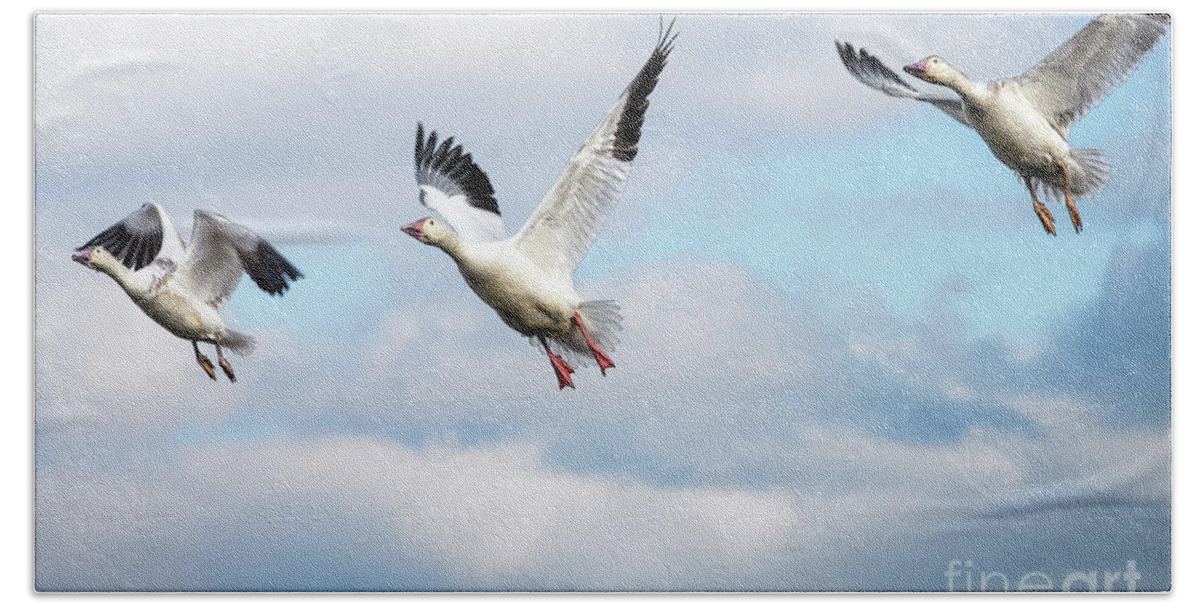 Snow Geese Hand Towel featuring the photograph Snow geese in flight by Rehna George