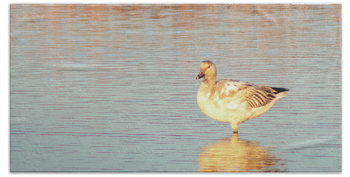 Snow Goose Bath Sheet featuring the photograph Snow Goose Reflections by Kristia Adams