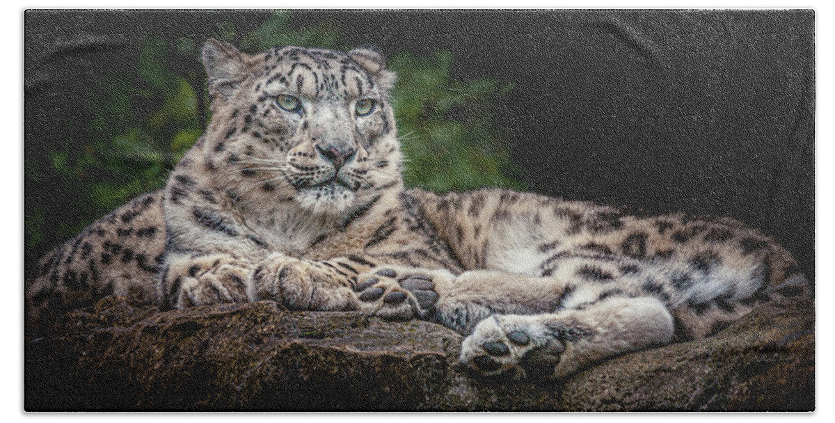 Animal Bath Towel featuring the photograph Snow Leopard on the rocks by Chris Boulton