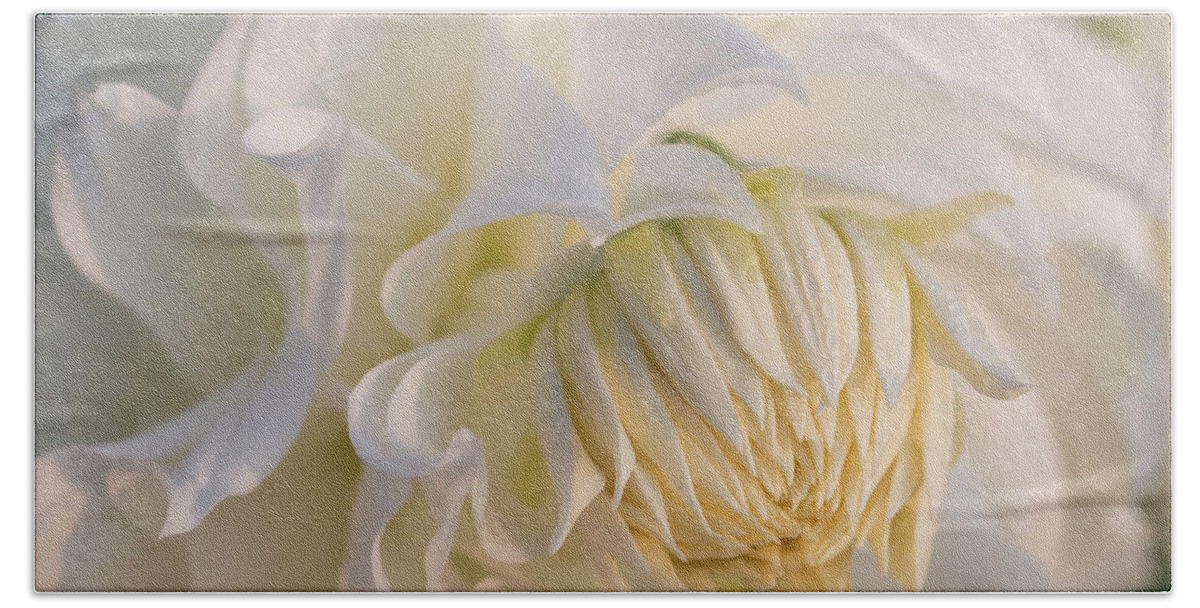 Gardens Bath Towel featuring the photograph Snowbound Dahlia at Sunrise by Teresa Wilson