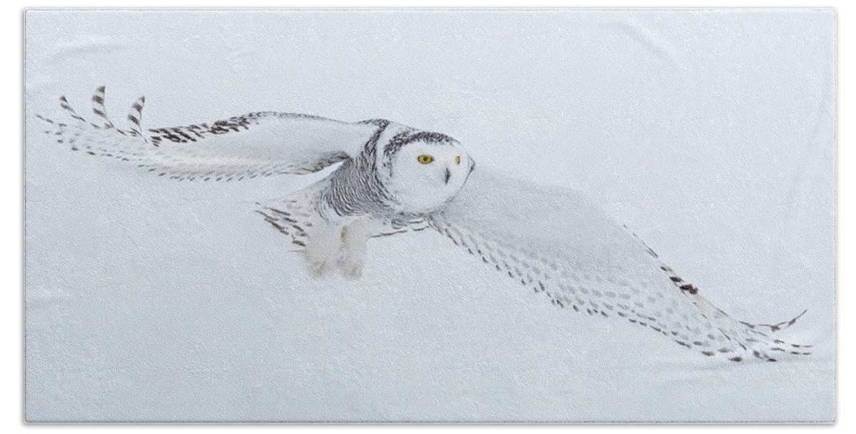 Owls Hand Towel featuring the photograph Snowy Owl In Flight by CR Courson