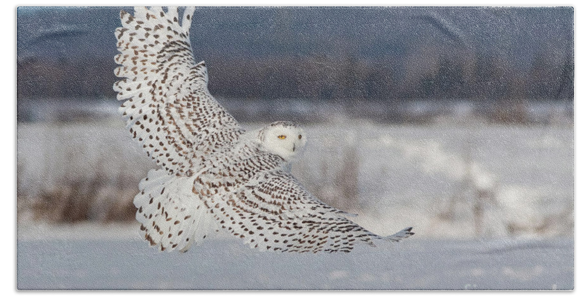 Art Hand Towel featuring the photograph Snowy Owl in flight by Mircea Costina Photography