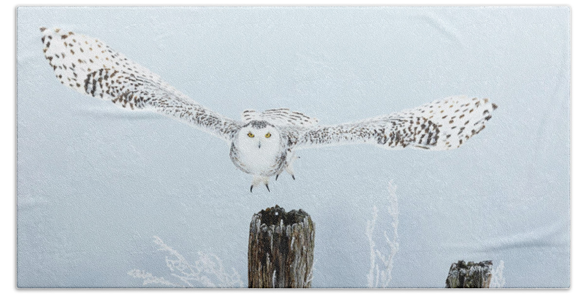 Snowy Owls Bath Towel featuring the photograph Snowy Take Off by Mark Harrington
