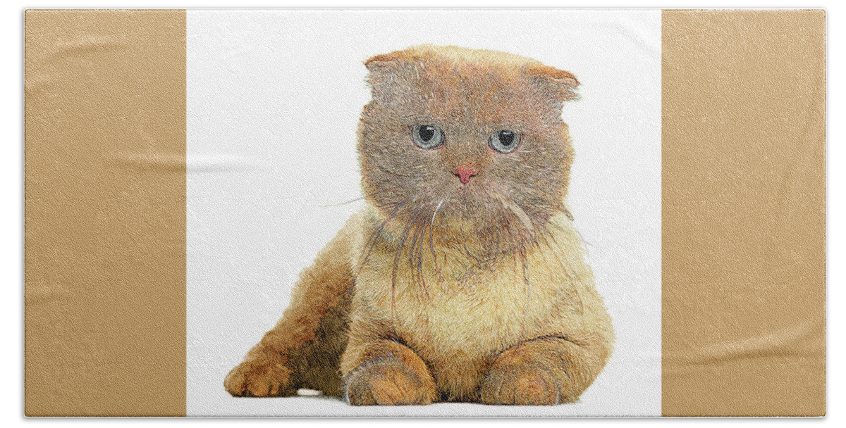Scottish Fold Bath Towel featuring the painting So Cute, Scottish Fold Cat by Custom Pet Portrait Art Studio