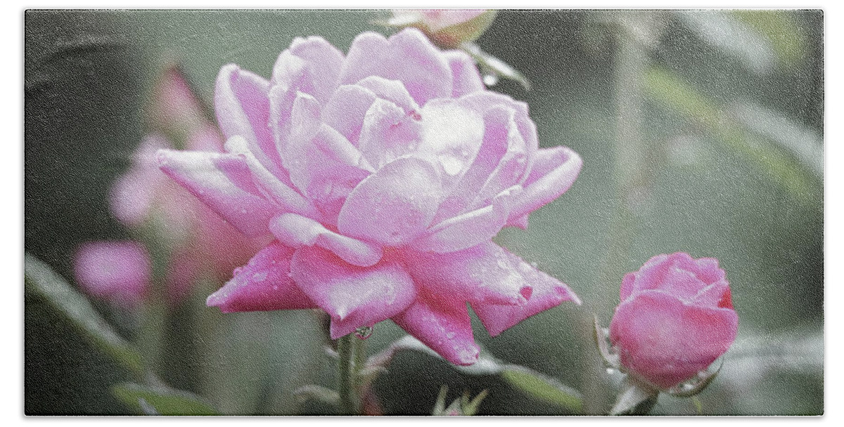 Pink Hand Towel featuring the photograph Soft Focus Pink Rose by Scott Burd