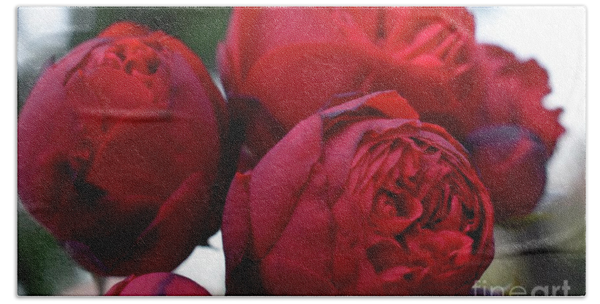 Nature Hand Towel featuring the photograph Soft Kisses Of Rose by Leonida Arte