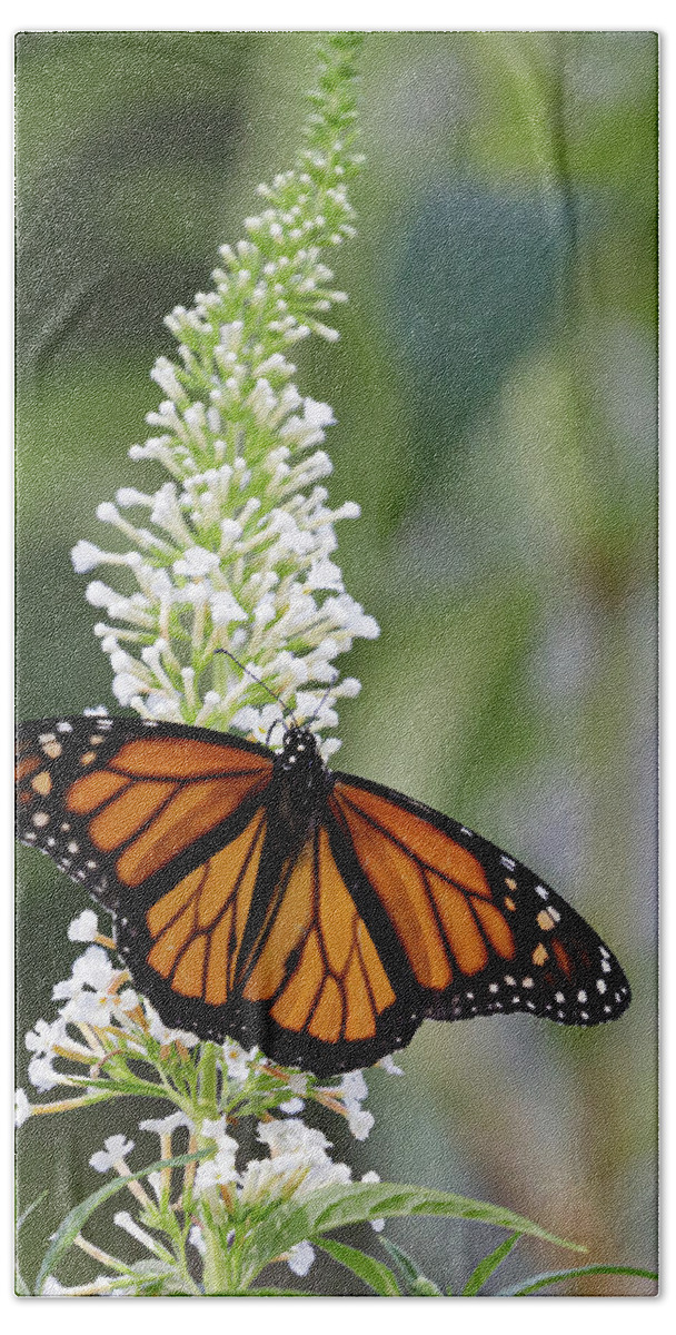 Monarch Butterfly Bath Towel featuring the photograph Solitary Monarch by Steve Templeton