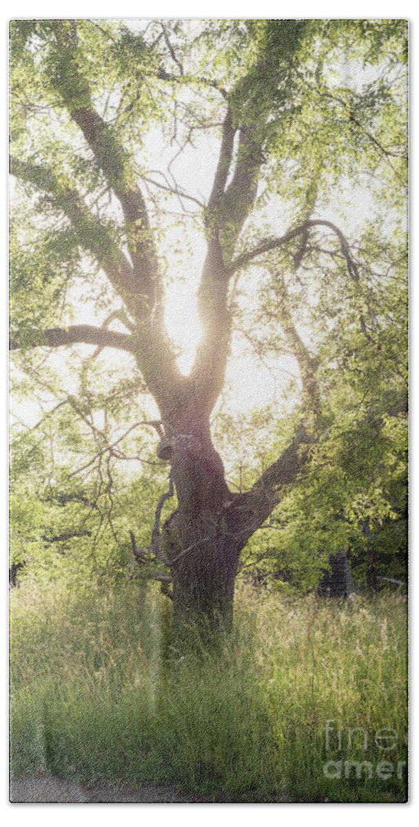 Sophora Bath Towel featuring the photograph Sophora Japonica, Great Dixter by Perry Rodriguez