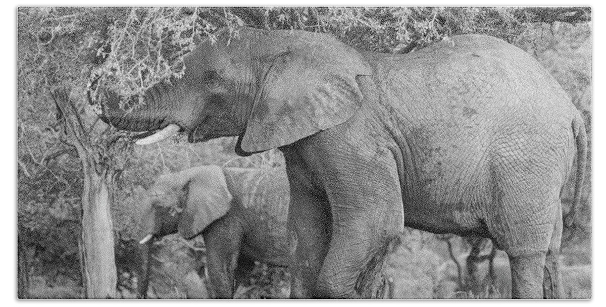 Elephant Coast Bath Towel featuring the photograph South African Bull Elephant by Maresa Pryor-Luzier