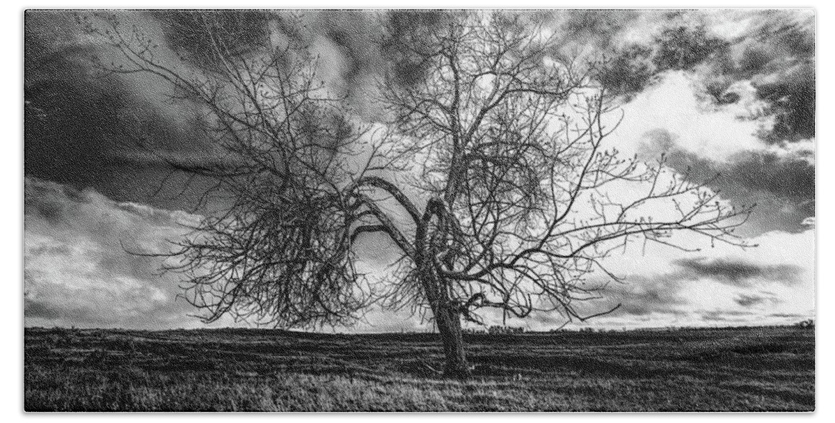 Tree Bath Towel featuring the photograph South Monochrome by Darcy Dietrich