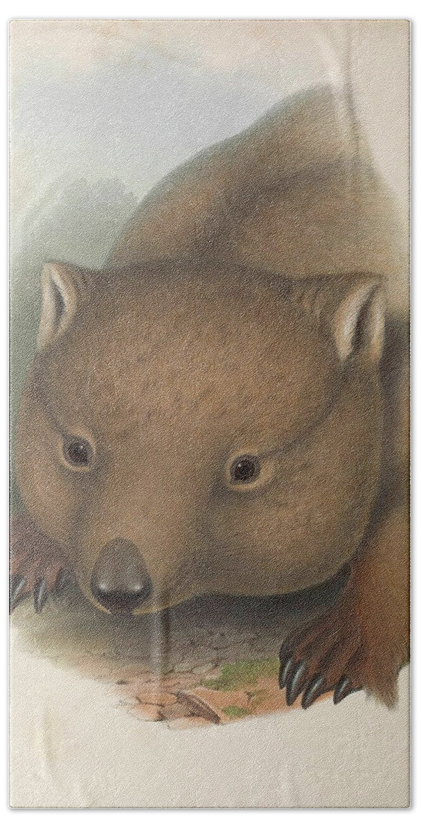 Australia Bath Towel featuring the drawing Southern Hairy Nosed Wombat by John Gould