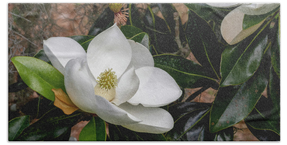 Southern Magnolia Bath Towel featuring the photograph Southern Magnolia Flower by Bradford Martin